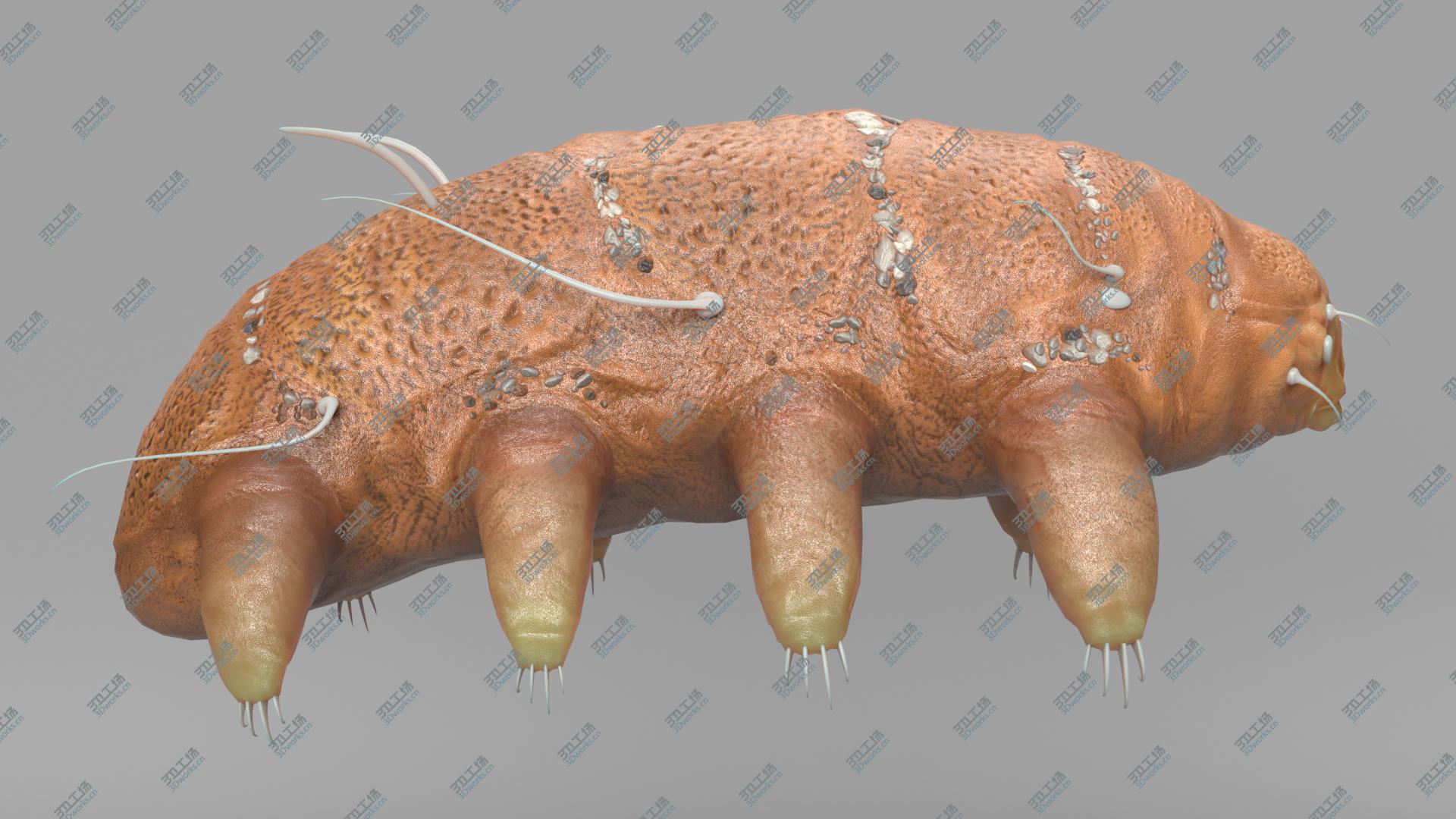 images/goods_img/202104023/Tardigrade 3D model/3.jpg